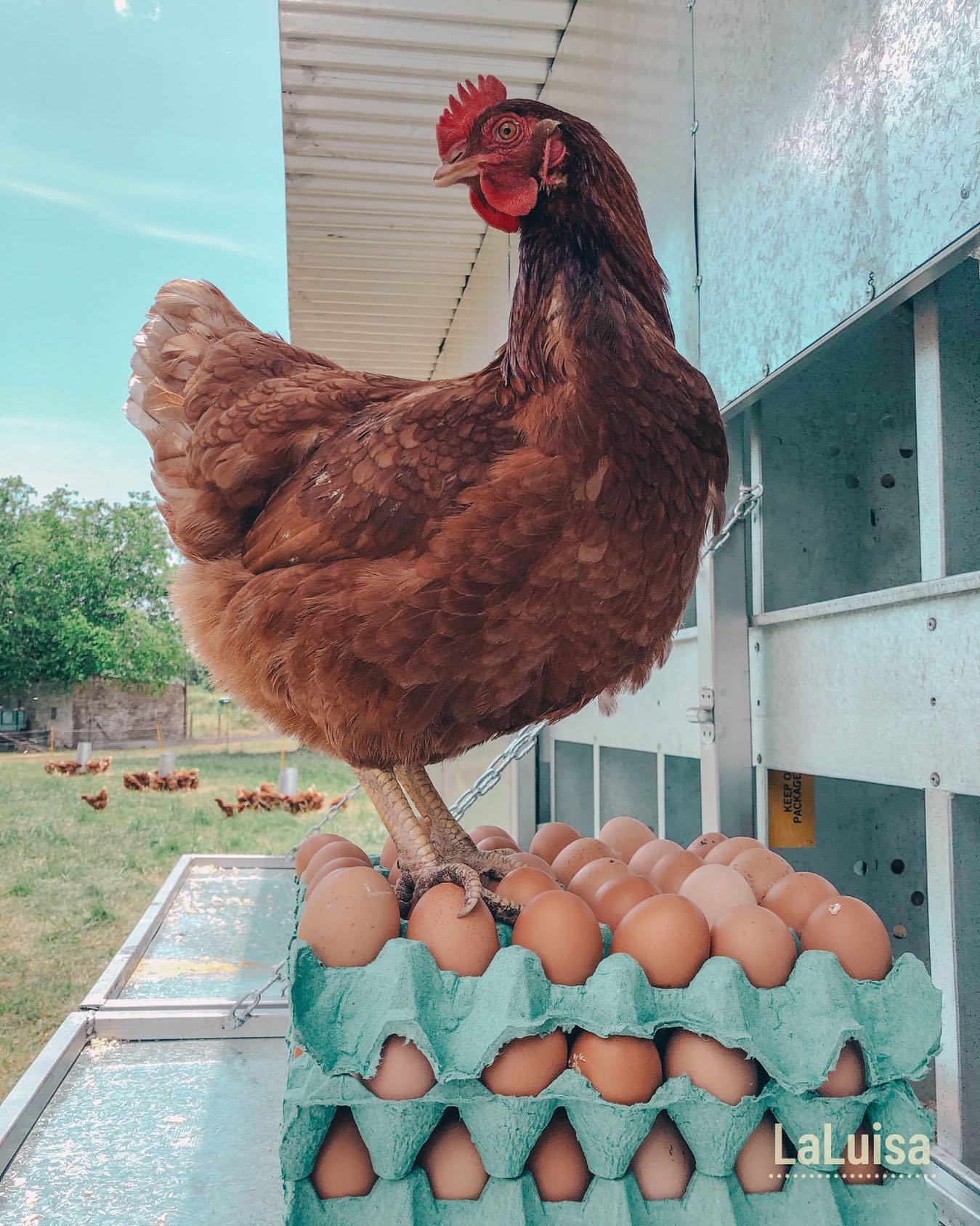 Gallinas libres en pastizales naturales - La Luisa